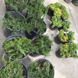 Rosemary In 5 Gallon 