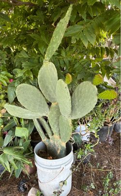 Cactus 🌵