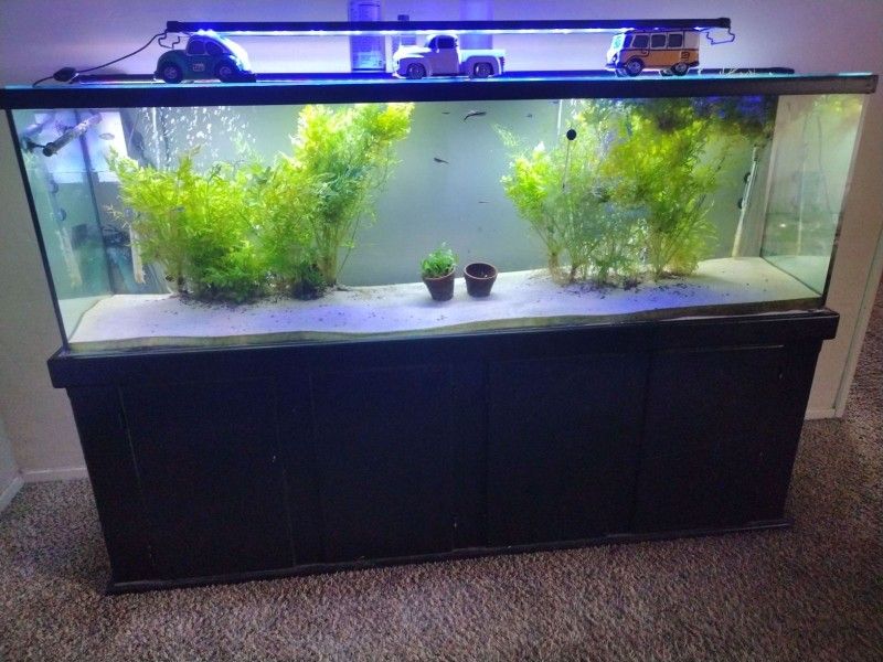 Aquarium Tank