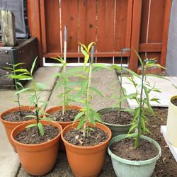 YELLOW Peach TREE $5/ea Pot