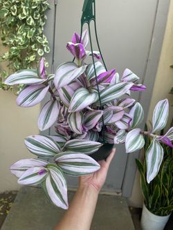 Tradescantia Nanouk House Plant 6” Hanging Pot