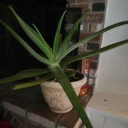 Large Aloe Plant