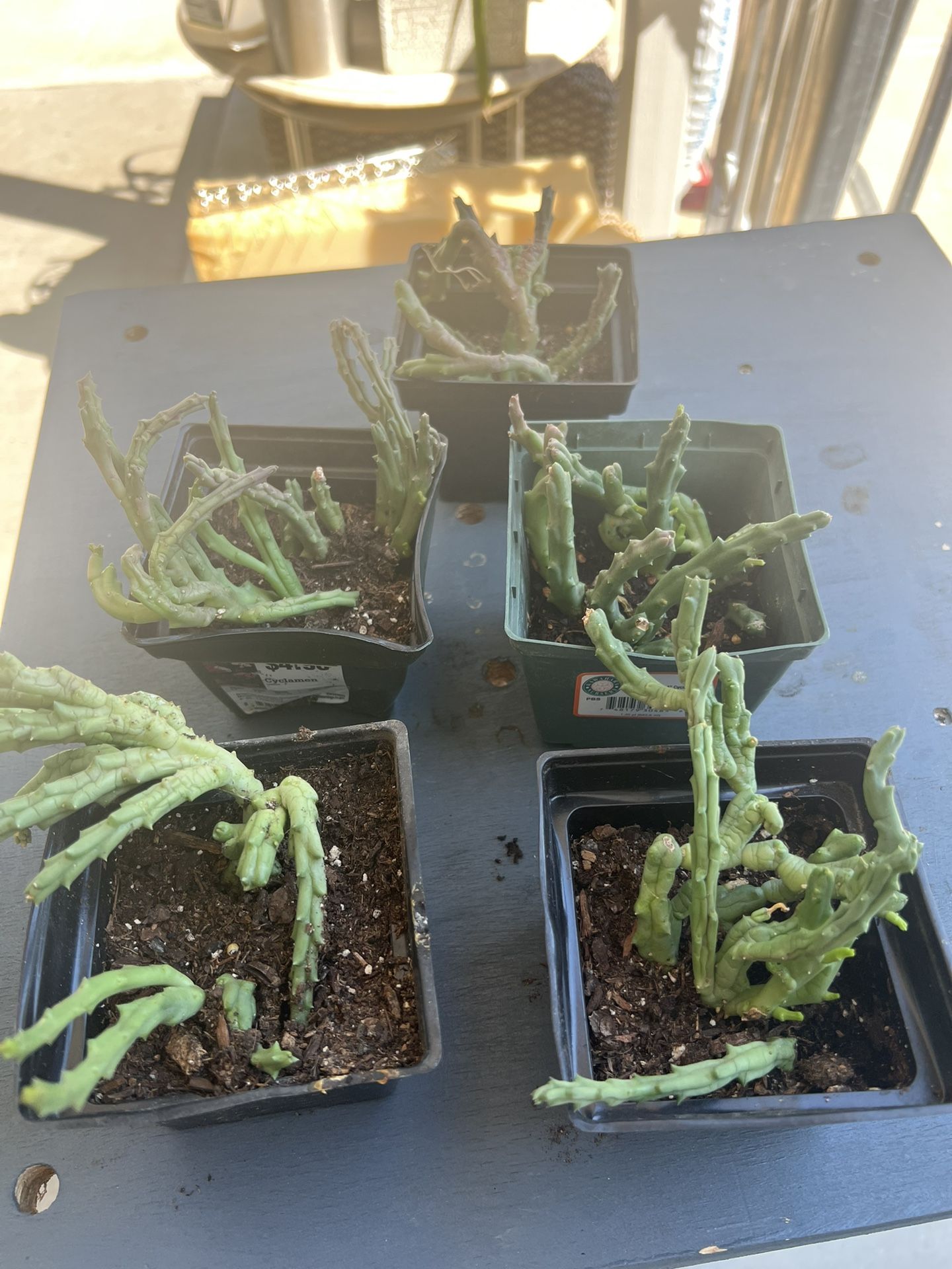 Rare Succulent-Orbea variegata, Asclepiadaceae Stapelia, Starfish Plant,