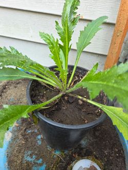 Garden Plant Poppy Orange