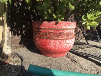 Plant 🌱