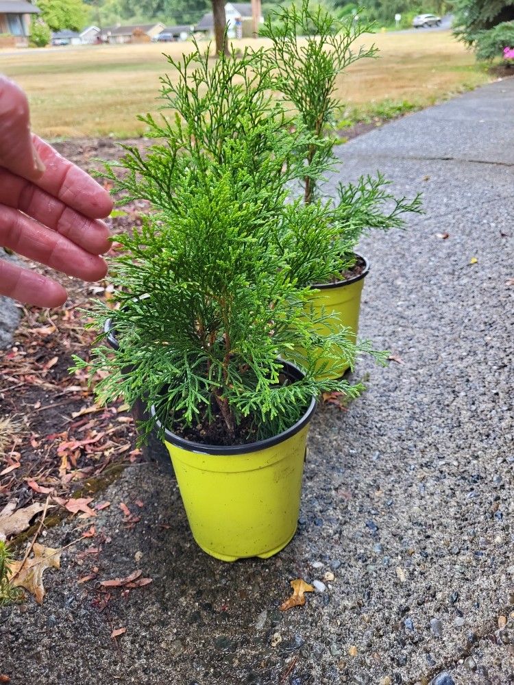 Evergreen Conifer Landscape Plants In Pots