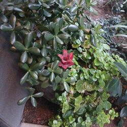 Beautiful  Jade  Mixed With  Money  Plant