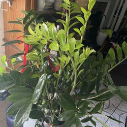 Zzz Plant 