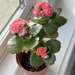 Pink Florist Kalanchoe / Kalanchoe blossfeldiana / Succulent