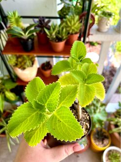 Cuban Oregano - rooted