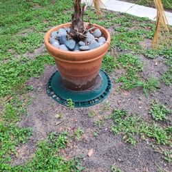 Terracotta Plant Pot