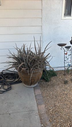 Aloe