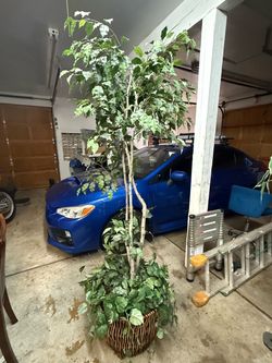 Large Artificial Ficus Tree in Wicker Basket