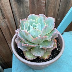 Succulent Plant  $16 