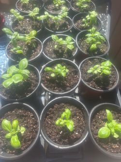 Sweet Basil Plants - Ready for Transplanting