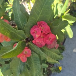 Corona De Cristo Ya Grande 45