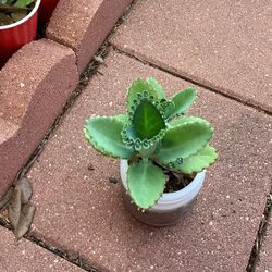 Mother Of Thousands Plant 2 For $5 