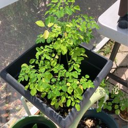 Moringa Miracle Plants 