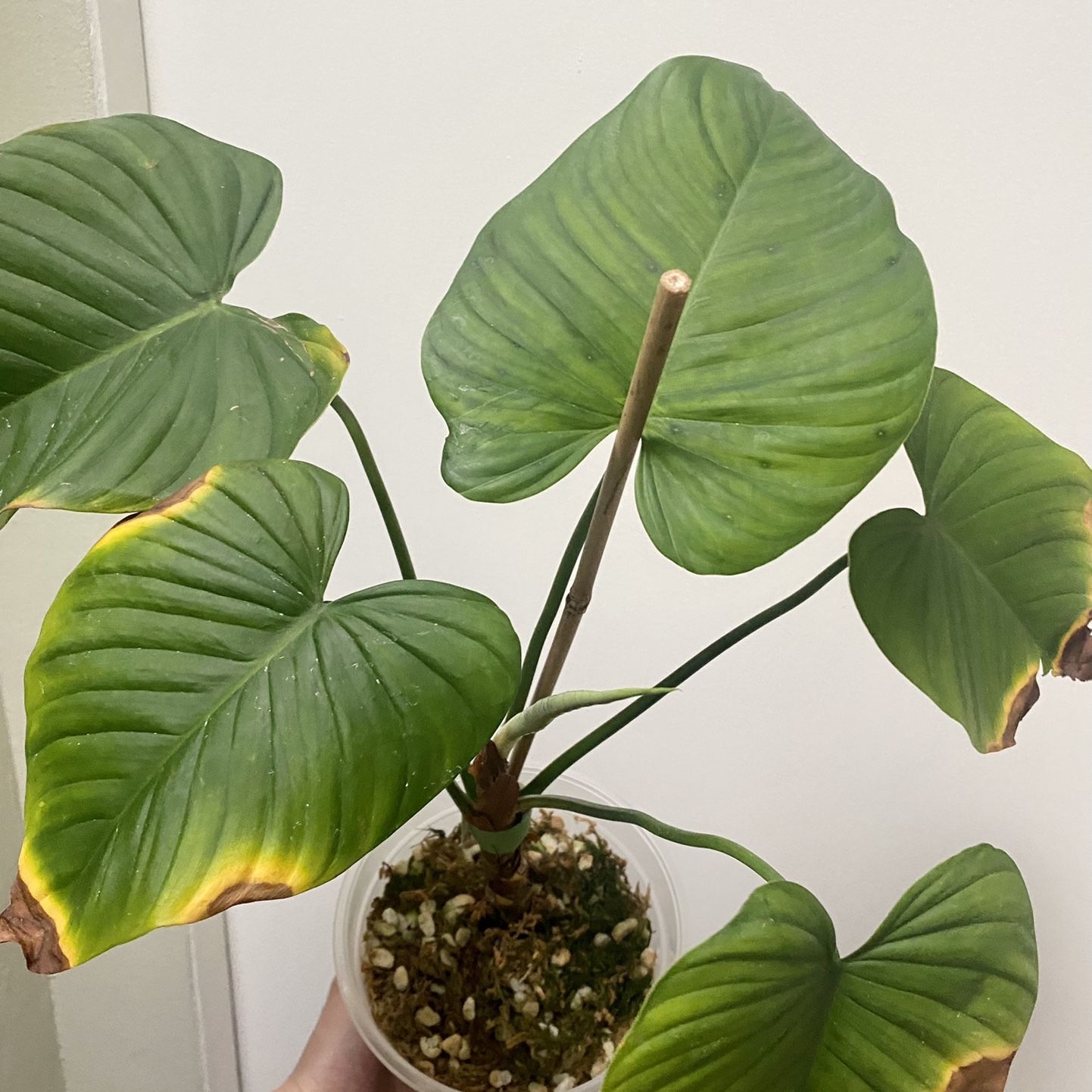 Philodendron Montanum for Sale in San Diego, CA - OfferUp