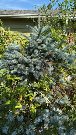 Blue Spruce
