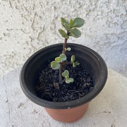 3 Inch Pot Succulent Plant - Portulacaria Afra Variegated - Elephant Bush - Drought Resistant - Established Plant Perfect for Landscaping & Arrangemen