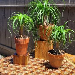 Guatemalan Ponytails Palm Plant
