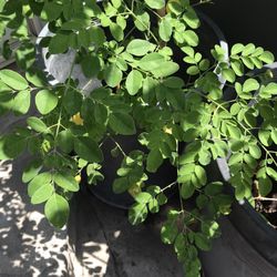 Drumstick Plant 
