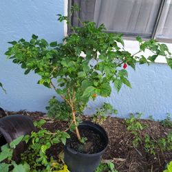 7gal Scorpion Pepper Plant.