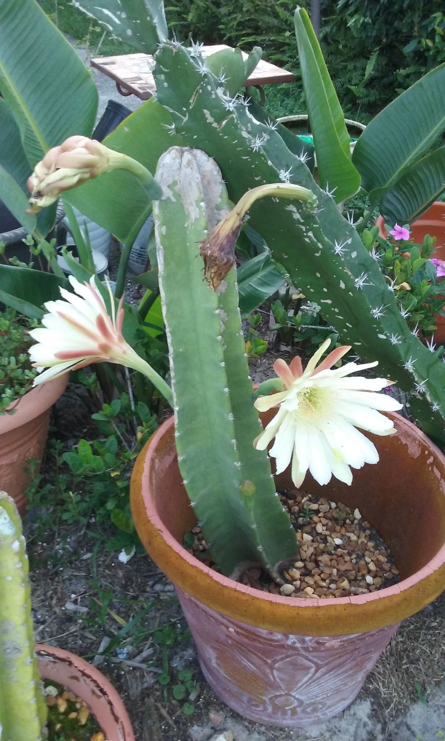 3 Flowering Cactus in Pots