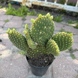 Cactus