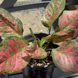 🌷🌷AGLOUNEMA LADY  VALENTINE 🌷🌷