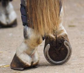Horse shoe farrier herrero de caballo