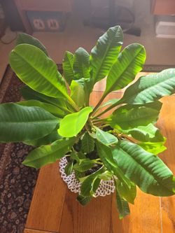 Madascar Jewel house plant