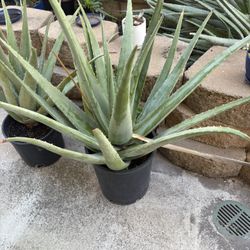 Aloe Vera Plants