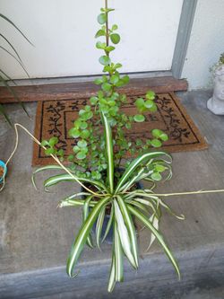 Plant