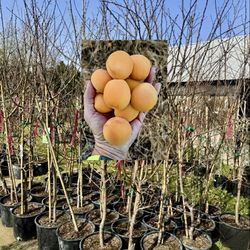 Apricots Trees / Arboles De Chabacanos $45.00 Each