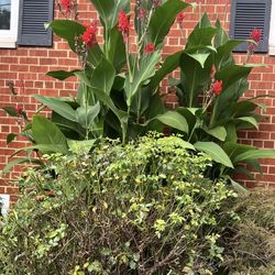 Lot Of Tall Red Canna Bulbs(rhizome) -$15