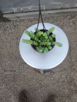 Donkey Tail Plant 6" Nursery Pot