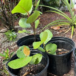 Sea Grape Plant In 3 Gallon Pot