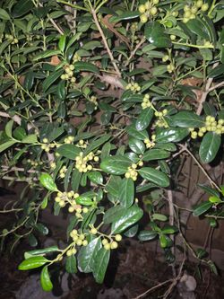 Plant