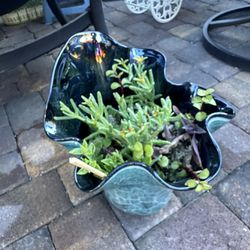 Plants In Big Pot 