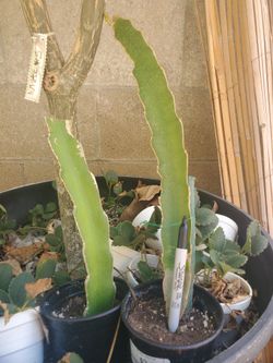 Red Dragon Fruit Rooted Cuttings