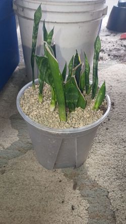 Snake Plants