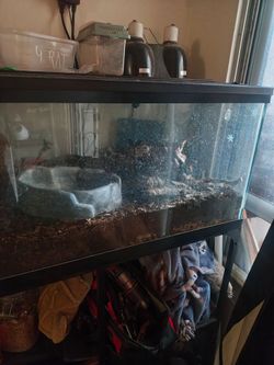 Re home ball Python