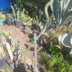 Metallic Cactus Arms Coming Out The Bottom Around 3 And 1/2 Ft Tall