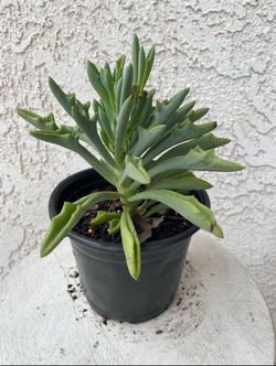 6 Inch Pot Succulent Plant - Senecio Kleiniiformis - Spear Head - Rooted & Established - Drought Resistant 🪴