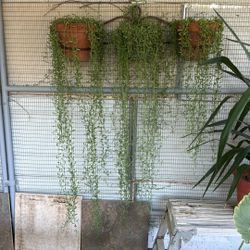 Plants 