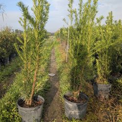 7 Gallon Podocarpus 5 Ft (special)