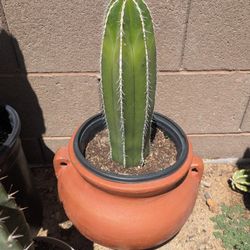 Mexican Fence Post Cactus