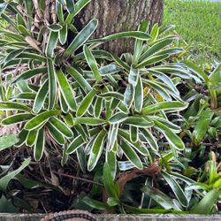 Bromeliads Plants 